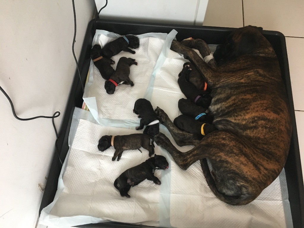 Du Château Du Bois D'Ancenis - naissance de 10 bb boxer bringés