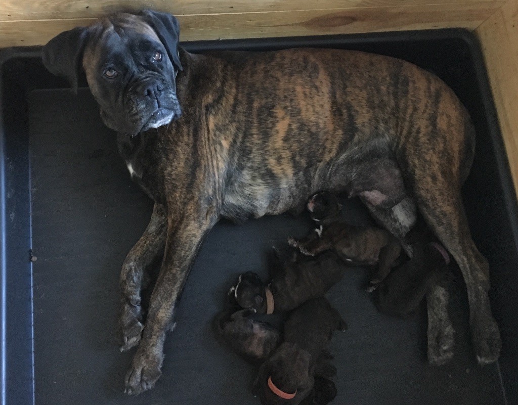 Naissances de 5 chiots boxer bringé lof 